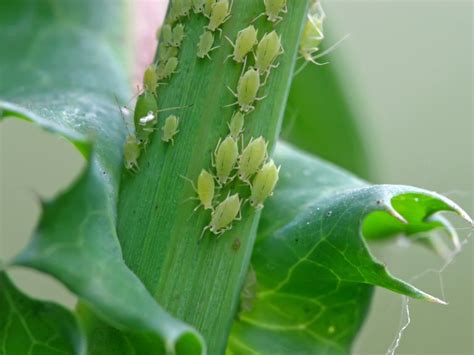 greenfly aphid control
