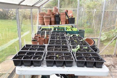 greenhouse pots and trays