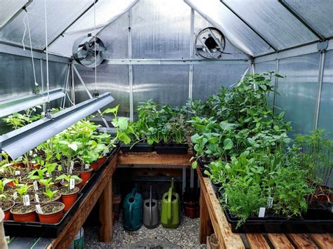 greenhouse tips for beginners