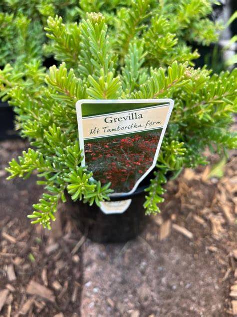 grevilla