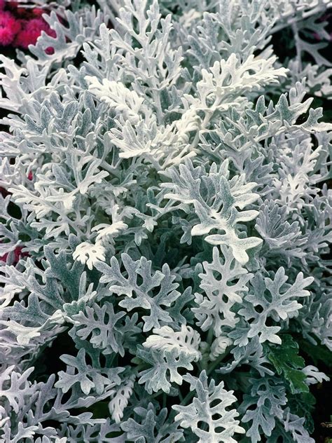 grey foliage plants