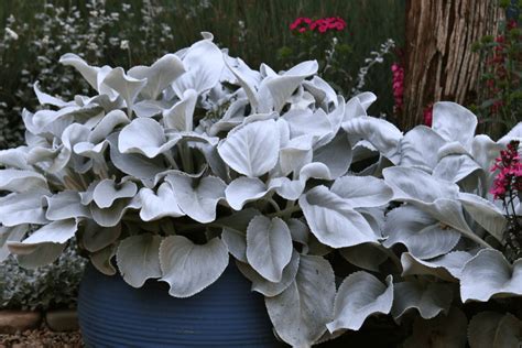 grey green foliage
