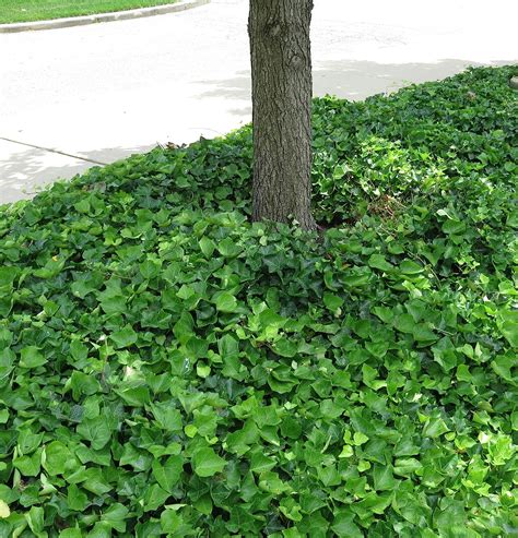 ground cover ivy