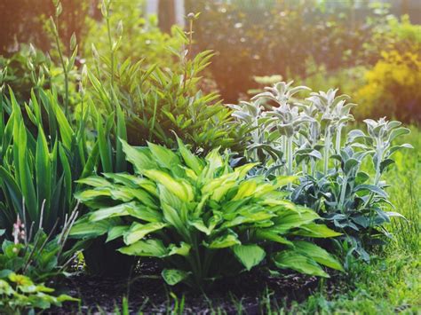 ground foliage plants