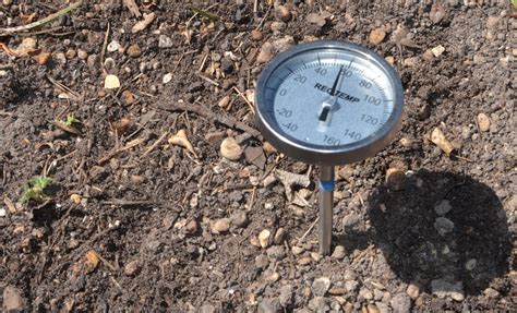 ground temperature for morels