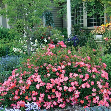 groundcover roses