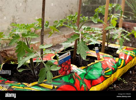 grow bags for tomatoes