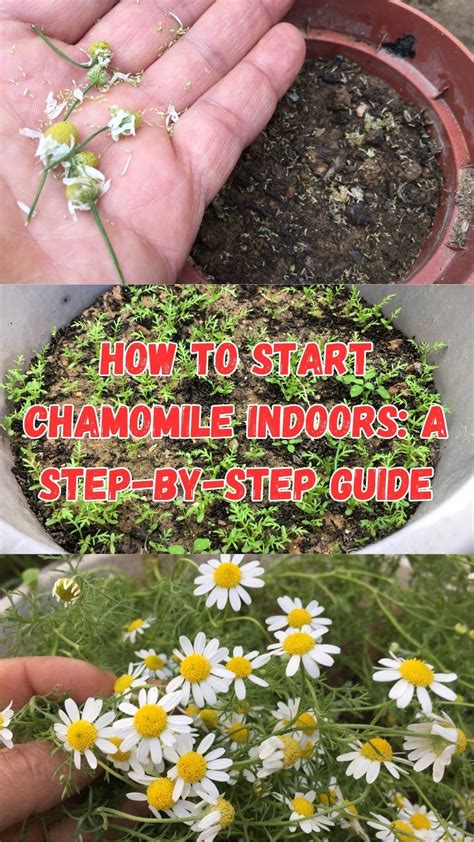 grow chamomile indoors