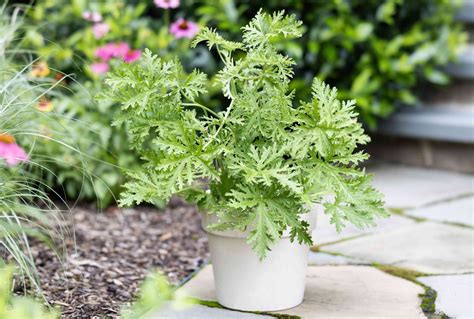 grow citronella