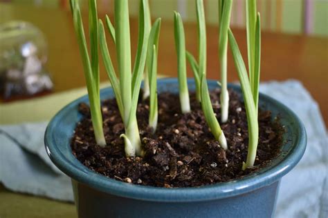 grow garlic indoors