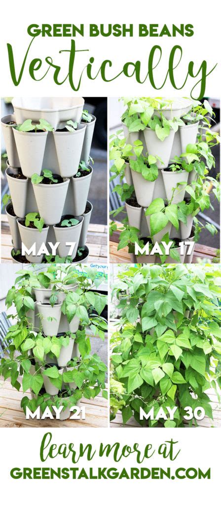 grow green beans vertically