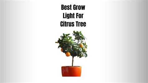 grow light for citrus tree