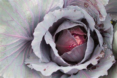grow ruby perfection red cabbage