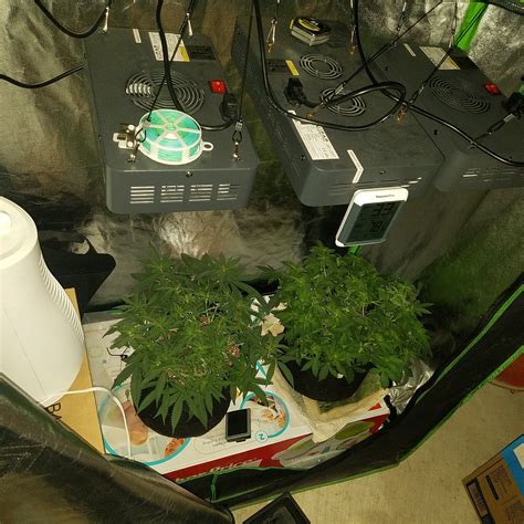 grow tent temperature and humidity