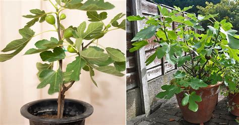 growing a fig tree in a pot