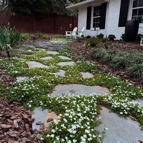 growing a mazus lawn