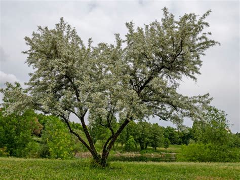 growing a white willow