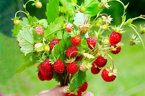 growing alpine strawberries