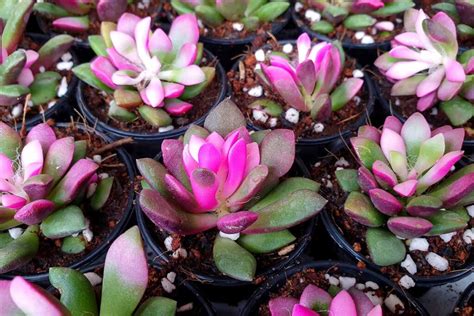 growing anacampseros plants