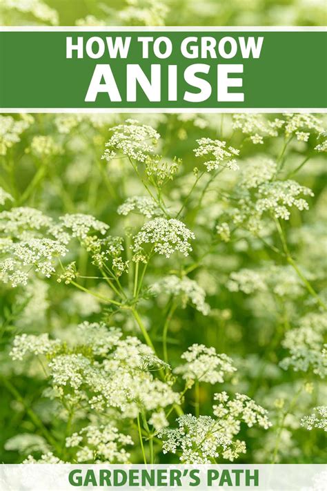 growing anise