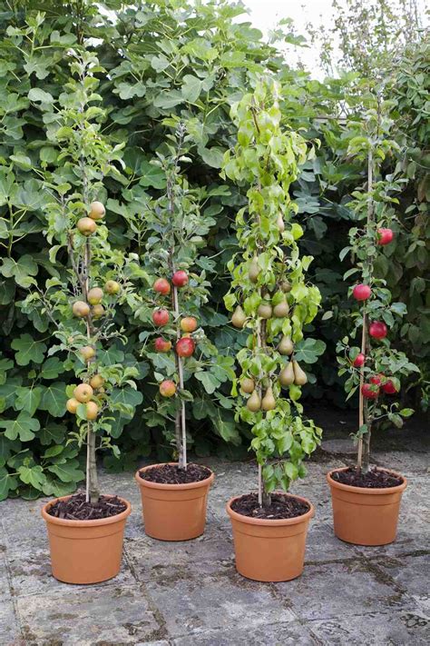 growing apple trees in pots