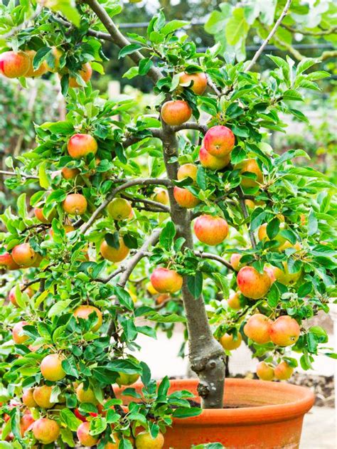 growing apple trees in pots