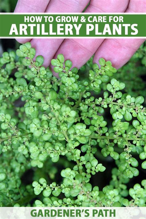 growing artillery plants