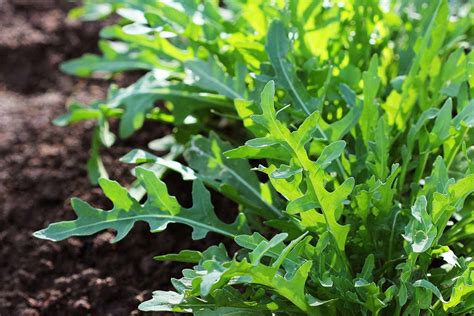 growing arugula