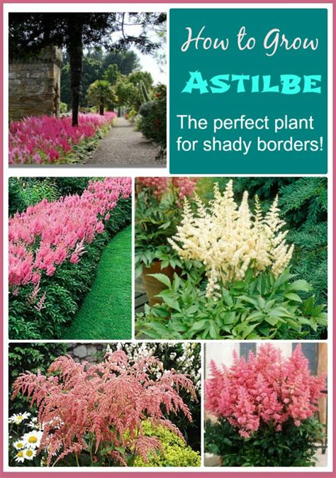 growing astilbe