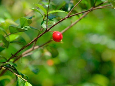 growing australian beach cherry