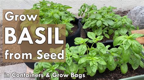 growing basil seeds