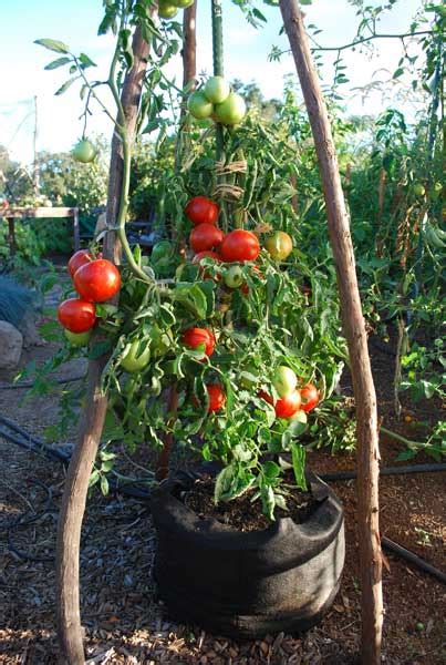 growing beefsteak tomatoes in pots