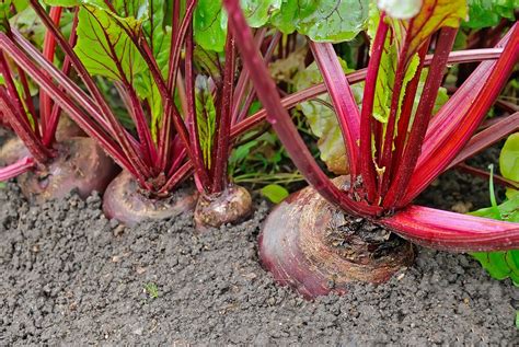 growing beets