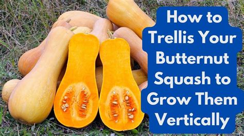 growing butternut squash vertically