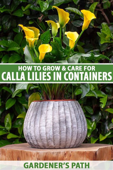 growing calla lilies in pots