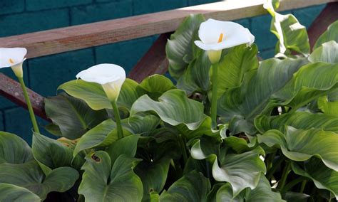 growing calla lilies outdoors