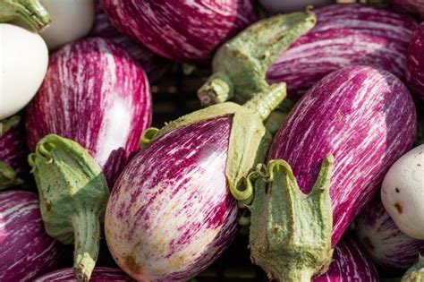 growing calliope eggplants