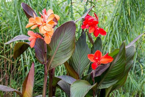 growing canna lilies