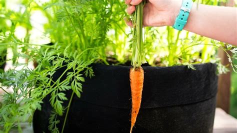 growing carrots in pots