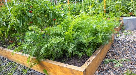growing carrots with tomatoes