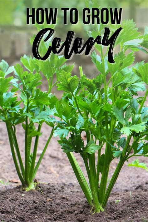 growing celery with kids
