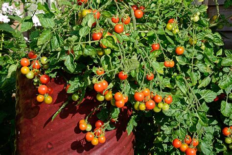 growing cherry tomatoes in pots