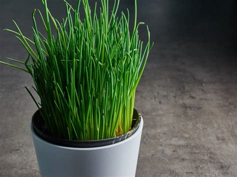 growing chives