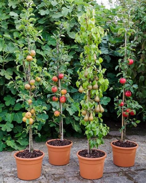 growing columnar fruit trees