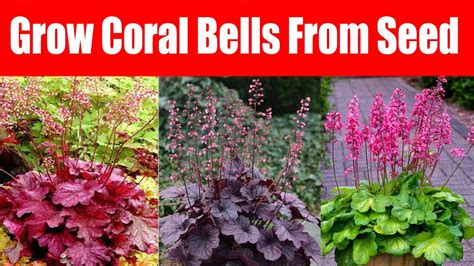 growing coral plants