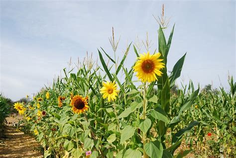growing corn and sunflowers together