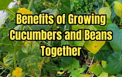 growing cucumbers and beans together