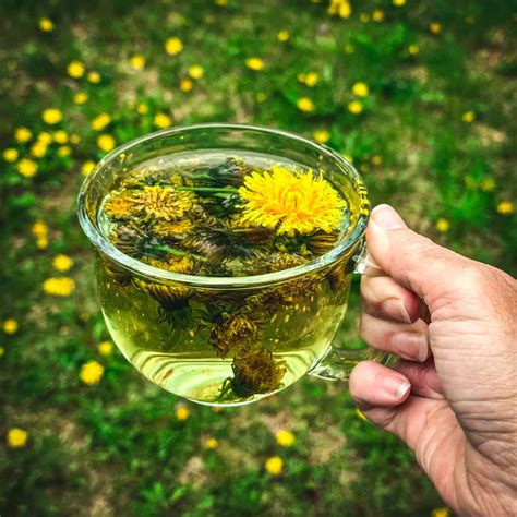 growing dandelions for tea