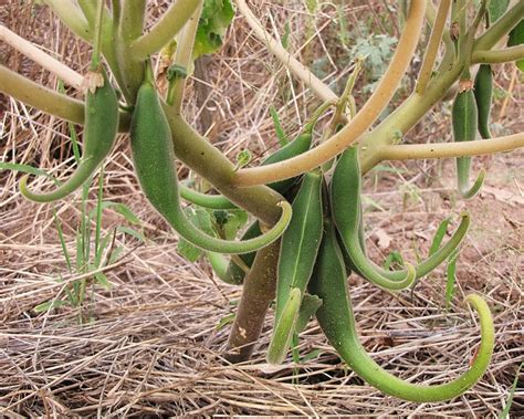 growing devils claw