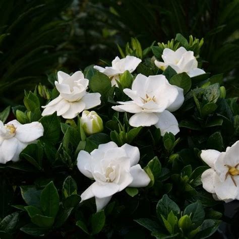 growing dwarf gardenias